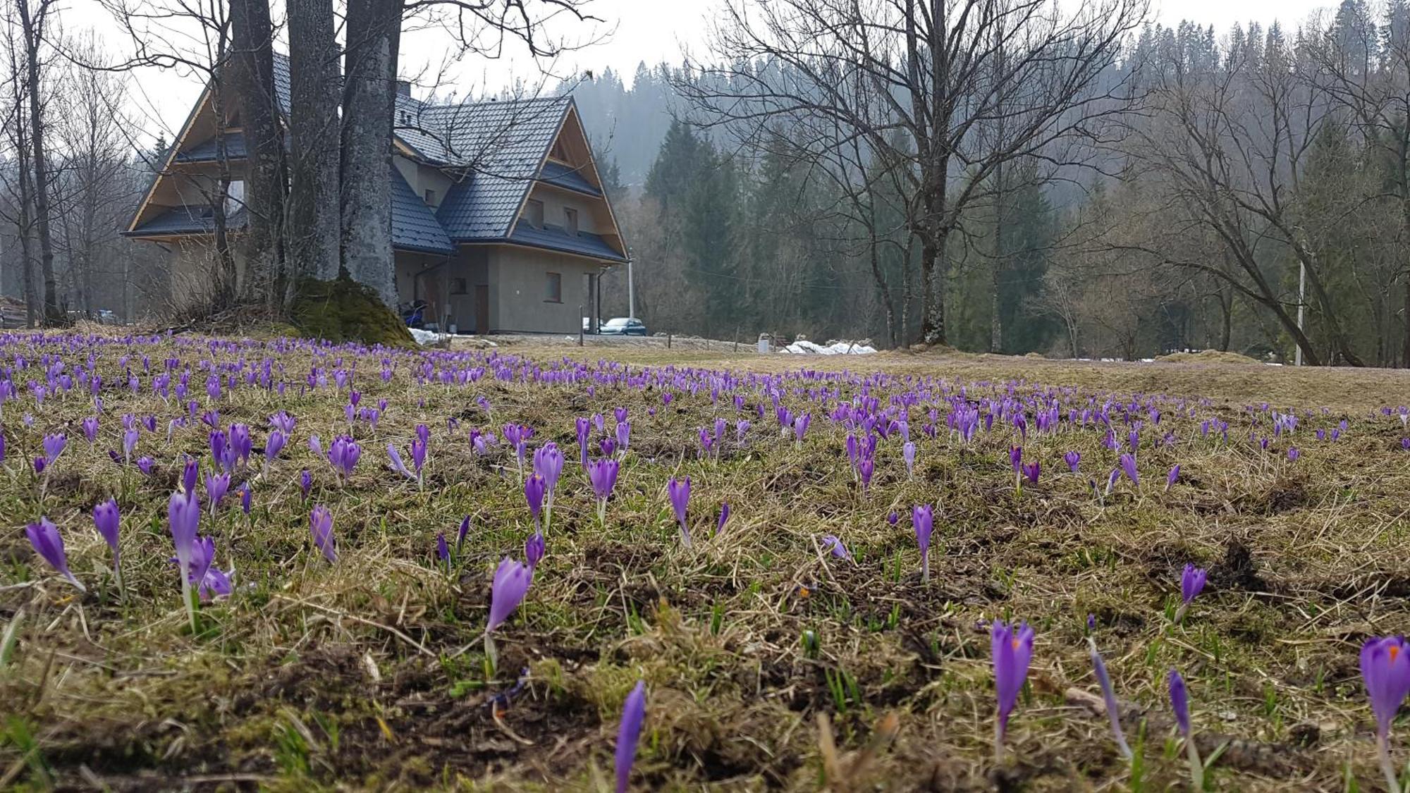 Dom Na Skraju Lasu Jurgów 外观 照片